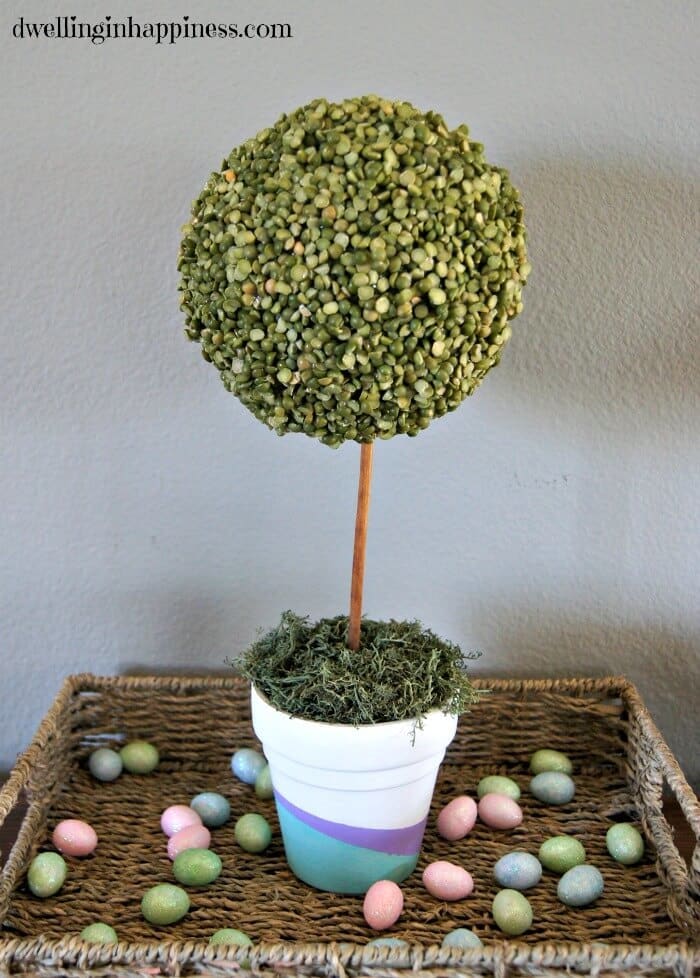 Cute DIY Spring Split Pea Topiary! Perfect centerpiece for your spring decor, or Easter brunch! By Dwelling in Happiness