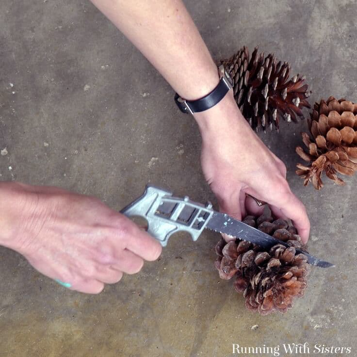 Cutting pinecones in half with rose pruners