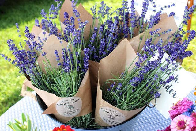 cloverhill-flowers-lavender