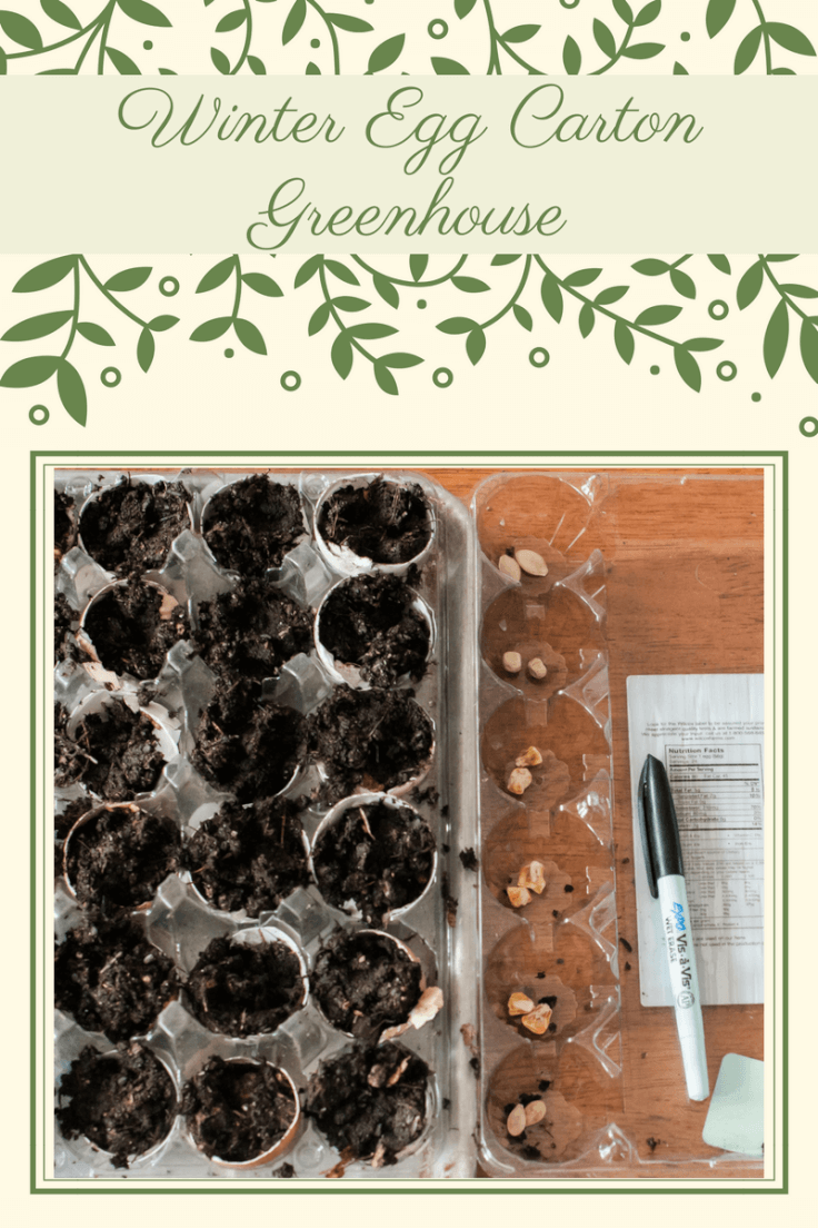 Have you ever wondered how to start your garden seeds with little effort? This winter egg carton greenhouse is effective and fun too!