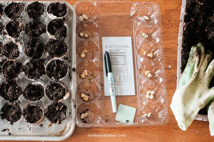 Have you ever wondered how to start your garden seeds with little effort? This winter egg carton greenhouse is effective and fun too!