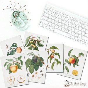 Vintage fruit tree illustrations and prints from The Birch Cottage
