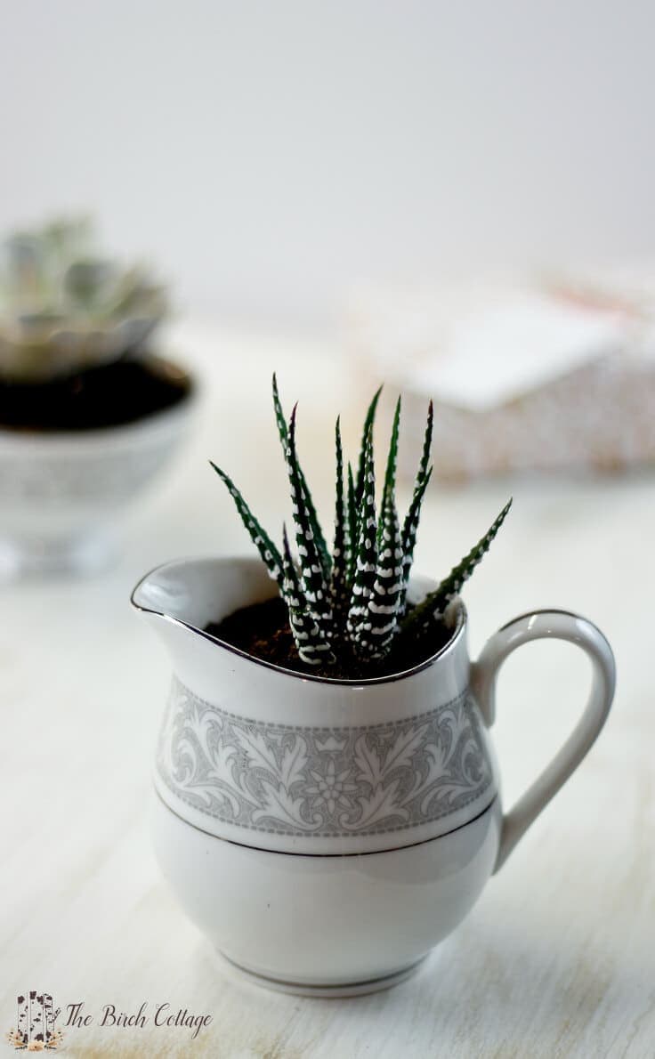 Use repurposed china to make this succulent planter, just in time for Mother's Day.