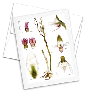 The vintage botanical cards were created to be printed on 8-1/2 x 11 inch cardstock or paper and trimmed to 8 1/2″ x 5 1/2″ (4 1/4″ x 5 1/2″ folded). These cards will fit perfectly in an A2 envelope and are the perfect size for mailing, sticking in a gift basket or affixing to a gift package.