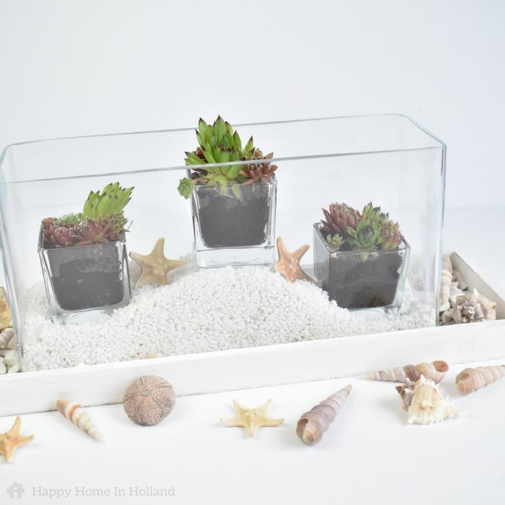Simple & Stylish DIY Succulent Plant Display Idea