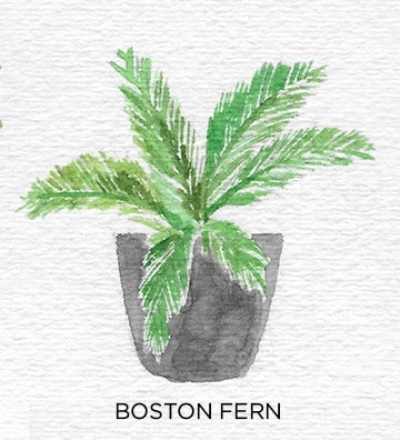 A Guide to Caring for Easy to Grow Indoor Plants including Boston Fern