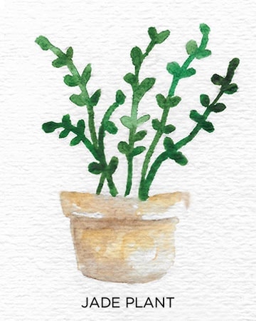 A Guide to Caring for Easy to Grow Indoor Plants including Jade Plant
