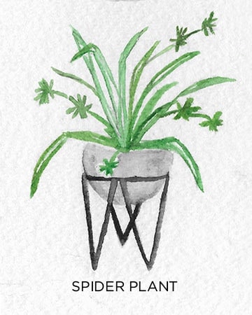 A Guide to Caring for Easy to Grow Indoor Plants including Spider Plant