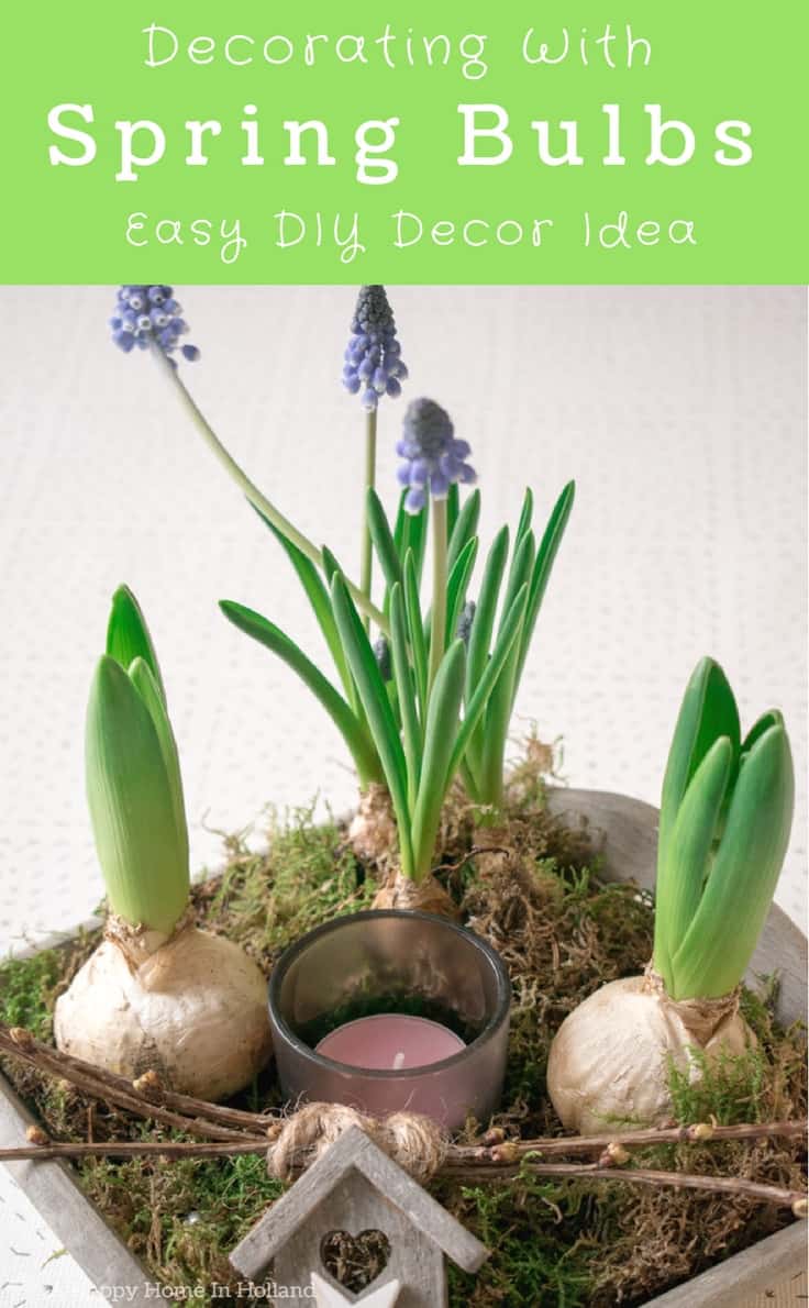 Learn how to make a simple and stylish spring bulb arrangement using hyacinths and blue muscari bulbs