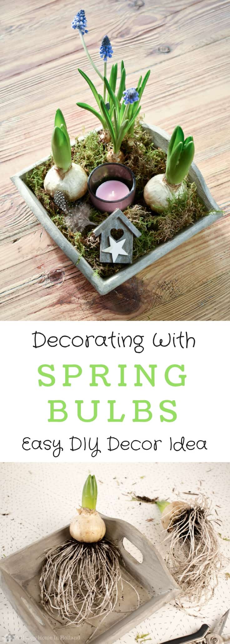 Learn how to make a simple and stylish spring bulb arrangement using hyacinths and blue muscari bulbs