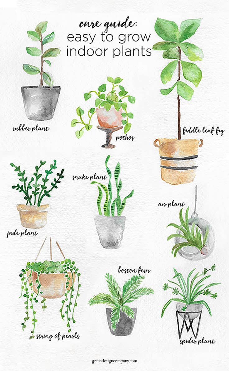 A Guide to Caring for Easy to Grow Indoor Plants including