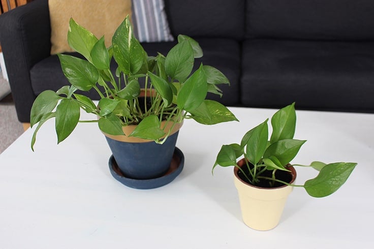 Learn how to care for pothos plants. They add greenery and life to your home decor.