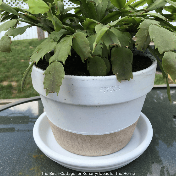 A flower pot makeover with two tone paint by The Birch Cottage #diy #diyhomedecor #craft 